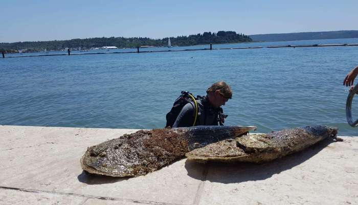 Zaščiteni leščurji s plaže Meduza Exclusive varno in uspešno preseljeni (4)