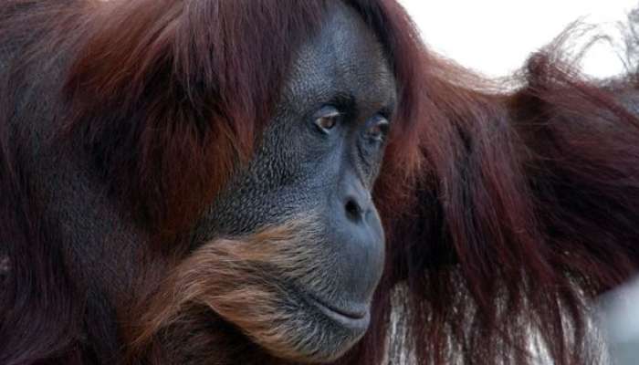 puan, orangutanka