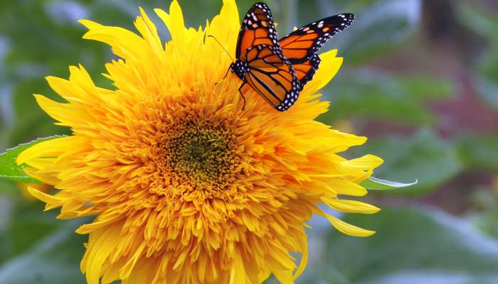 Monarch_butterfly_on_shaggy_sunflower