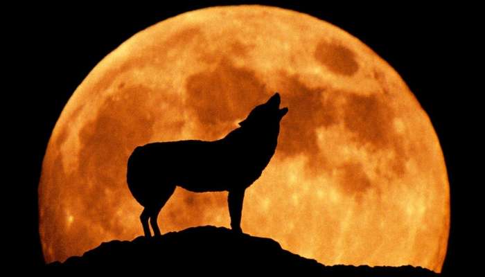 volk, luna, volčja luna, polna luna,