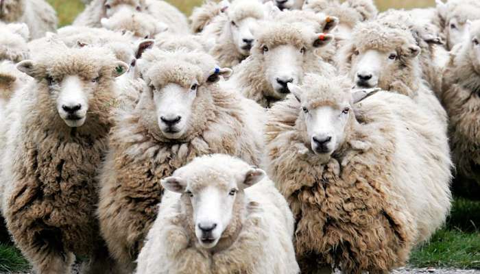 ovce (Wikipedia)