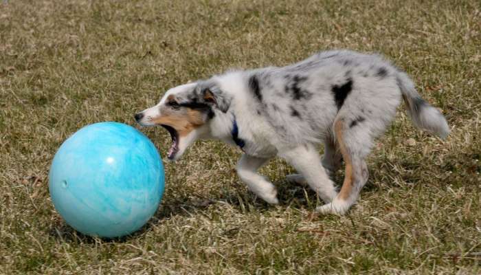pes, žoga