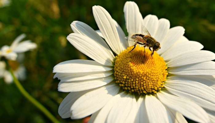 ivanjščica pixabay ox-eye-daisy-3576380_1920