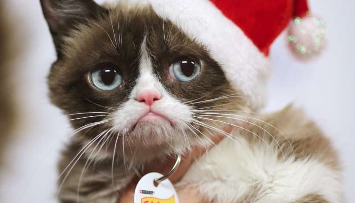 grumpy cat