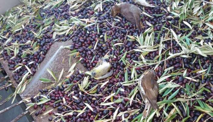olive, ptice pevke