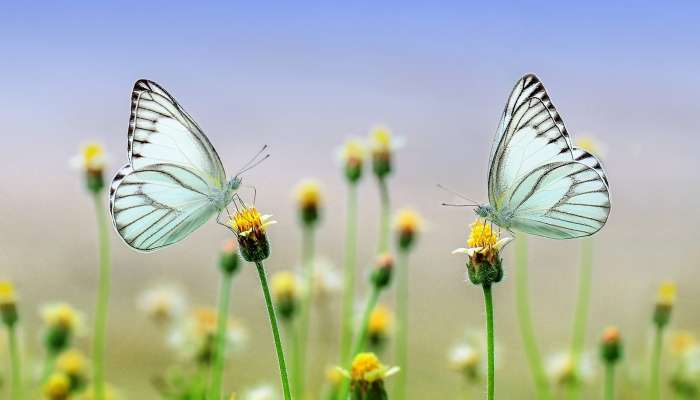 pomladna metulja