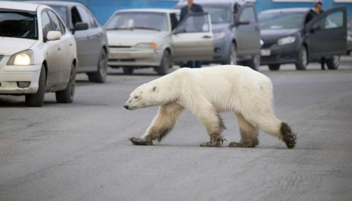 norilsk, severna medvedka, polarni medved,