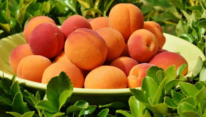 marelice, bodi zdrava apricots-1522680_1920
