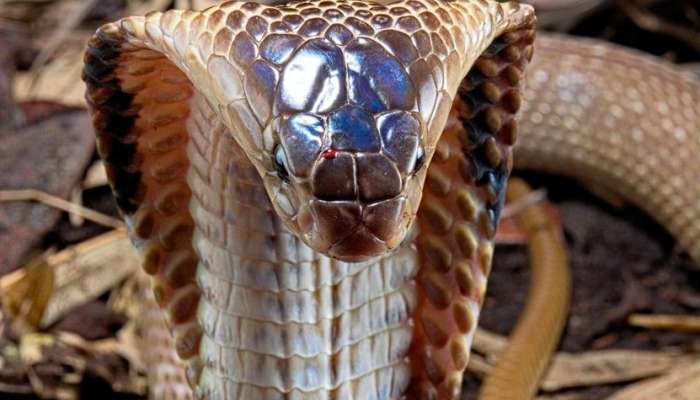 Naja kaouthia, kobra