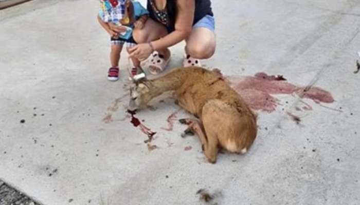srbija, društvo za zaščito živali, fotografija otroka pred truplom jelena