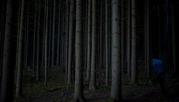 gozd, tema, noč, večer, debla, drevesa, pohodnik, izgubljen, izgubljeni, tavajoči