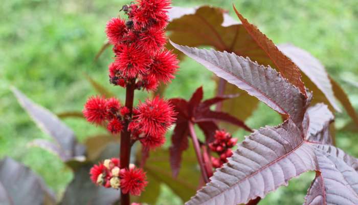 ricinus