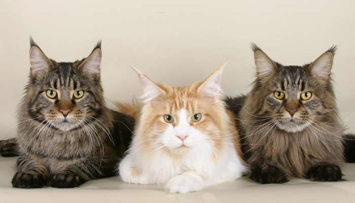 Maine_coon