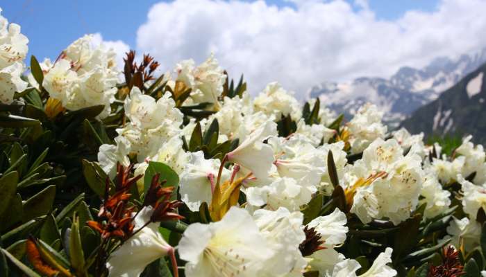beli rododendron