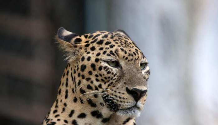 indijski leopard
