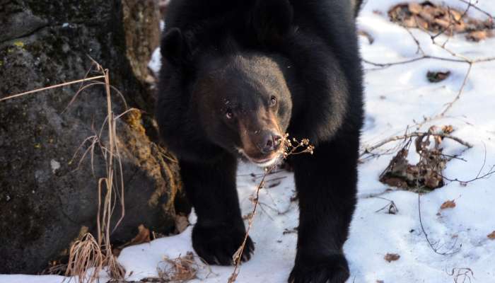 himalajski črni medved