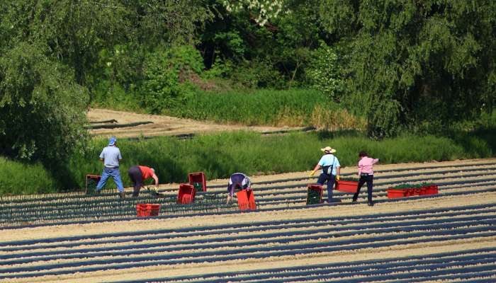 sezonski-delavci, kmetijstvo
