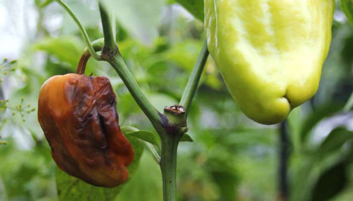 paprika, gniloba