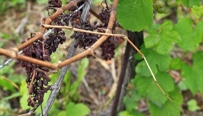 grozdje, toča, vinograd