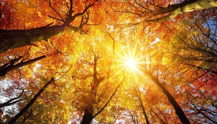 jesen, drevesa, sonce