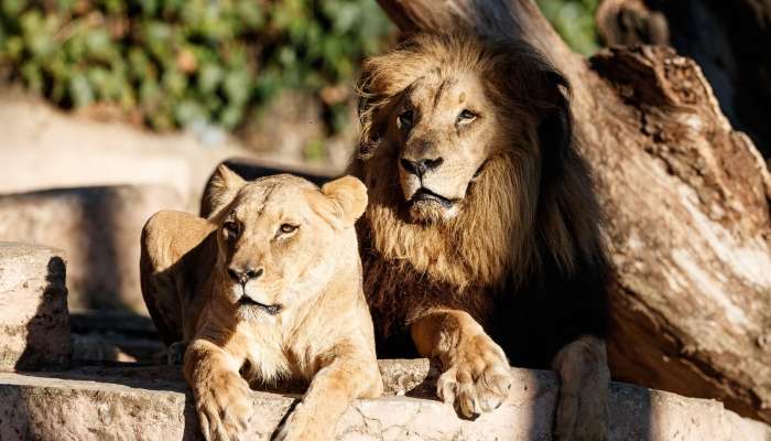 lev, levinja, živalski vrt barcelona, zoo barcelona