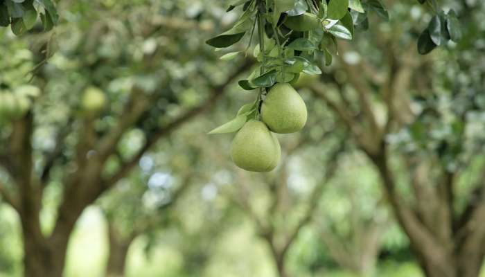 pomelo na drevesu 