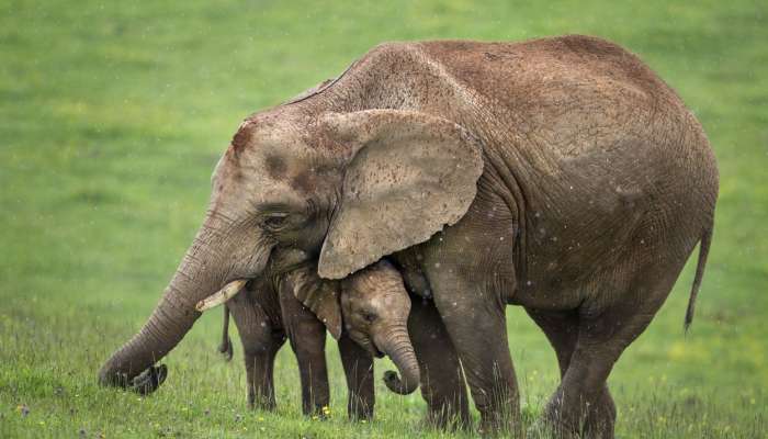 slonica, slon, Cabarceno