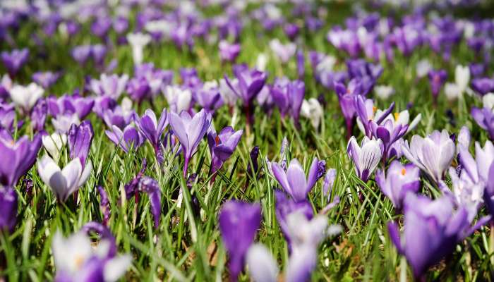 crocus-3226433_1920