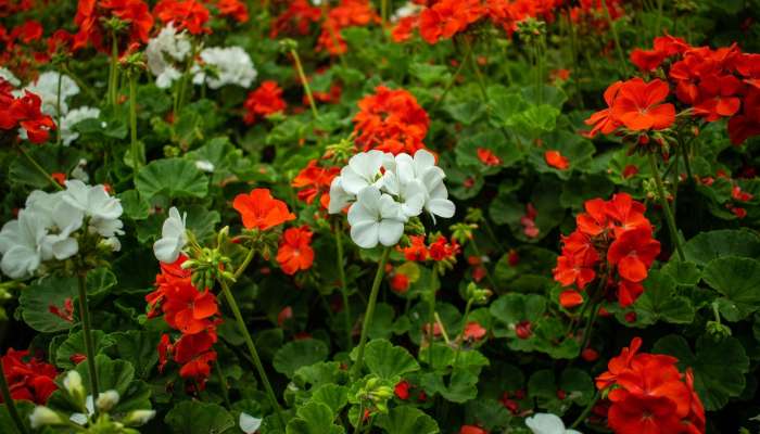 pelargonije