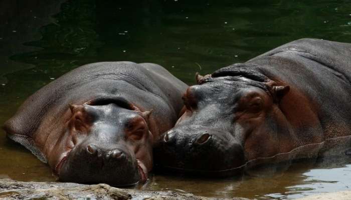 hippos unsplash