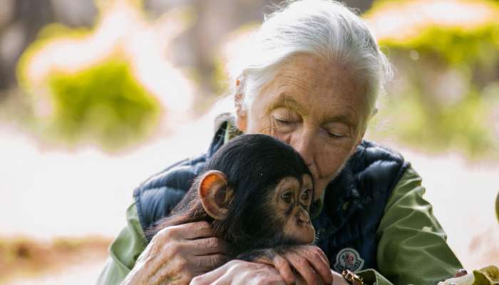 jane-goodall