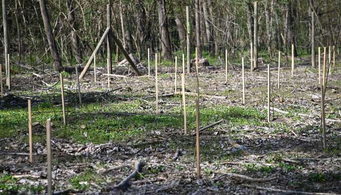 krškopoljski-prašiči, murski-gozd, projekt-natura-mura