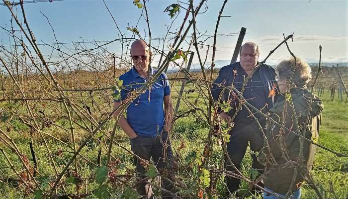 vinograd, toča, irena-šinko