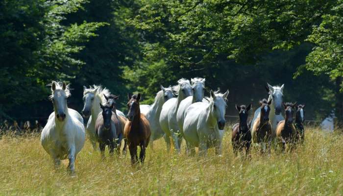 uneco-barbana-lipizzans-2