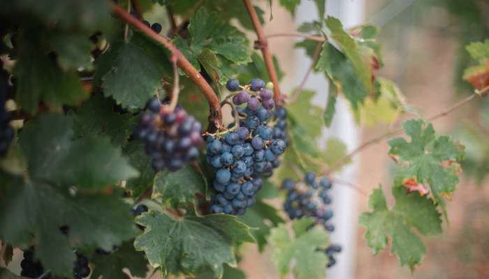 simbolična, vinograd, trta, grozdje