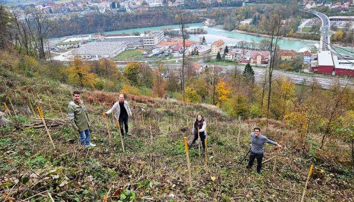 kranj drevo