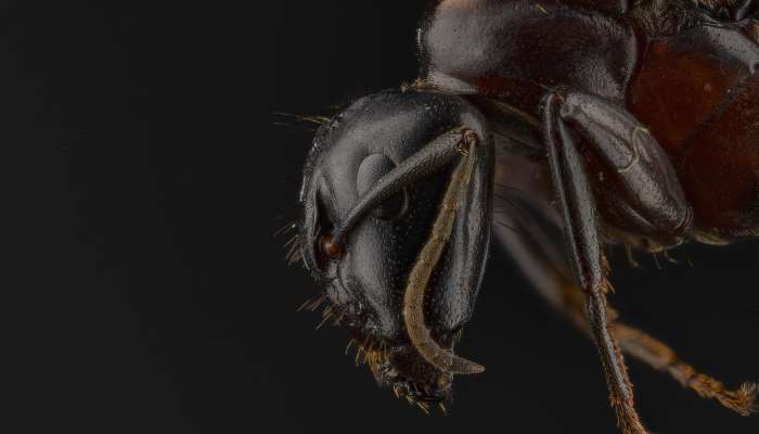 mravlja, žuželka
