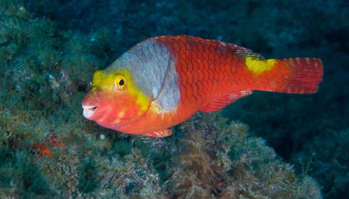 Morska papiga (Sparisoma cretense)