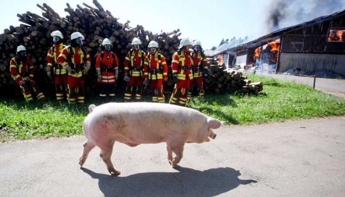 fire-pig-germany