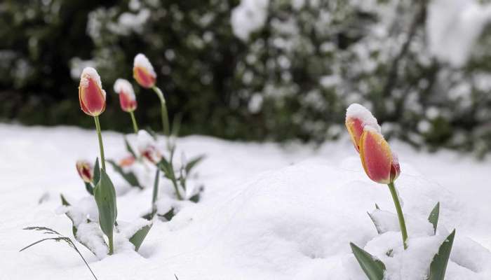 stara fužina, sneg, rože