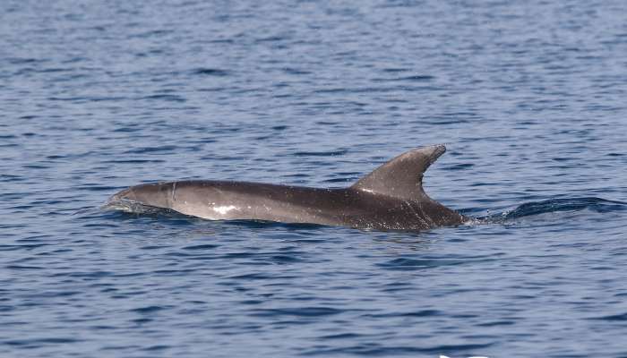 delfin, slovenija, velika pliskavka