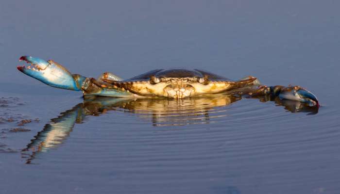 callinectes-sapidus, sinja-plavajoča-rakovica