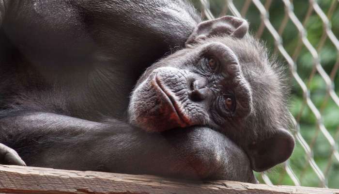 zoo-ljubljana, šimpanzinja, mojca