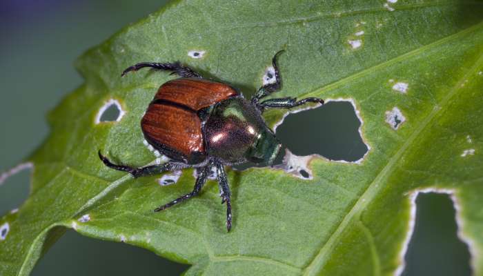 Japonski hrošč, Popillia japonica