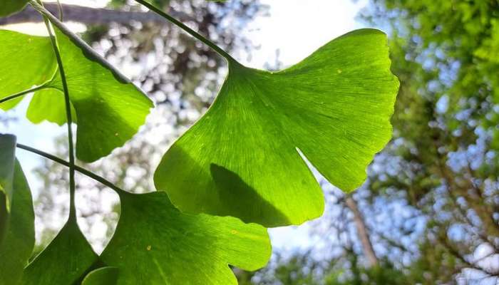 gingko