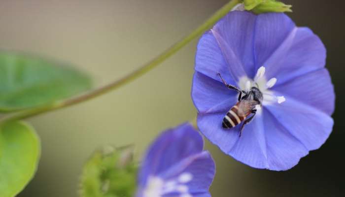 pritlikava čebela, apis florea