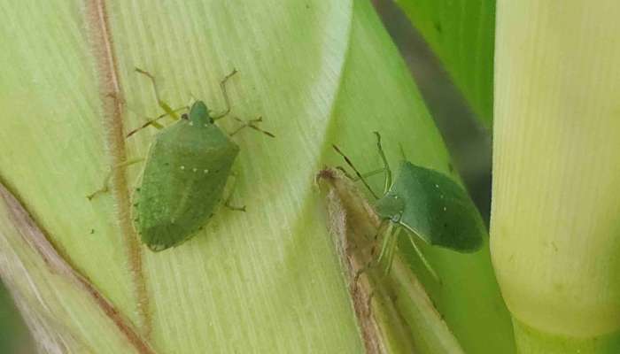 Zelena smrdljivka (Nezara viridula), 20.8.2024, DK