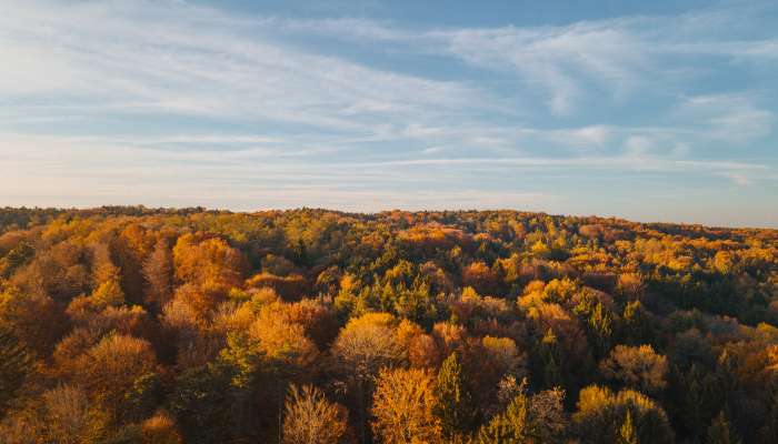 simbolična, jesen, gozd, goričko, drevesa, narava, dron, krošnja, krošnje