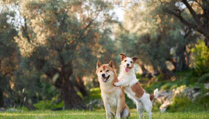 zivali pri veterinarju (1)