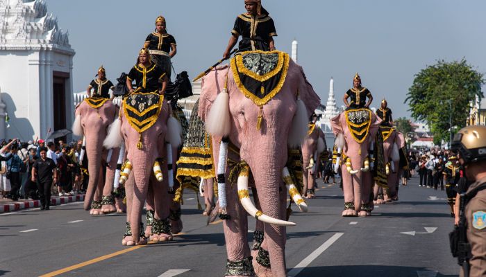 Tajska, sloni - Enajst rožnatih slonov se je sprehodilo skozi Bangkok in se poklonilo pokojni kralji
